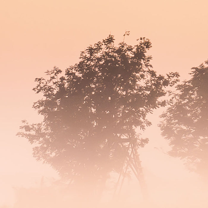 Digitaldruck Vlies Fototapete | Misty Morning | 400 x 250 cm