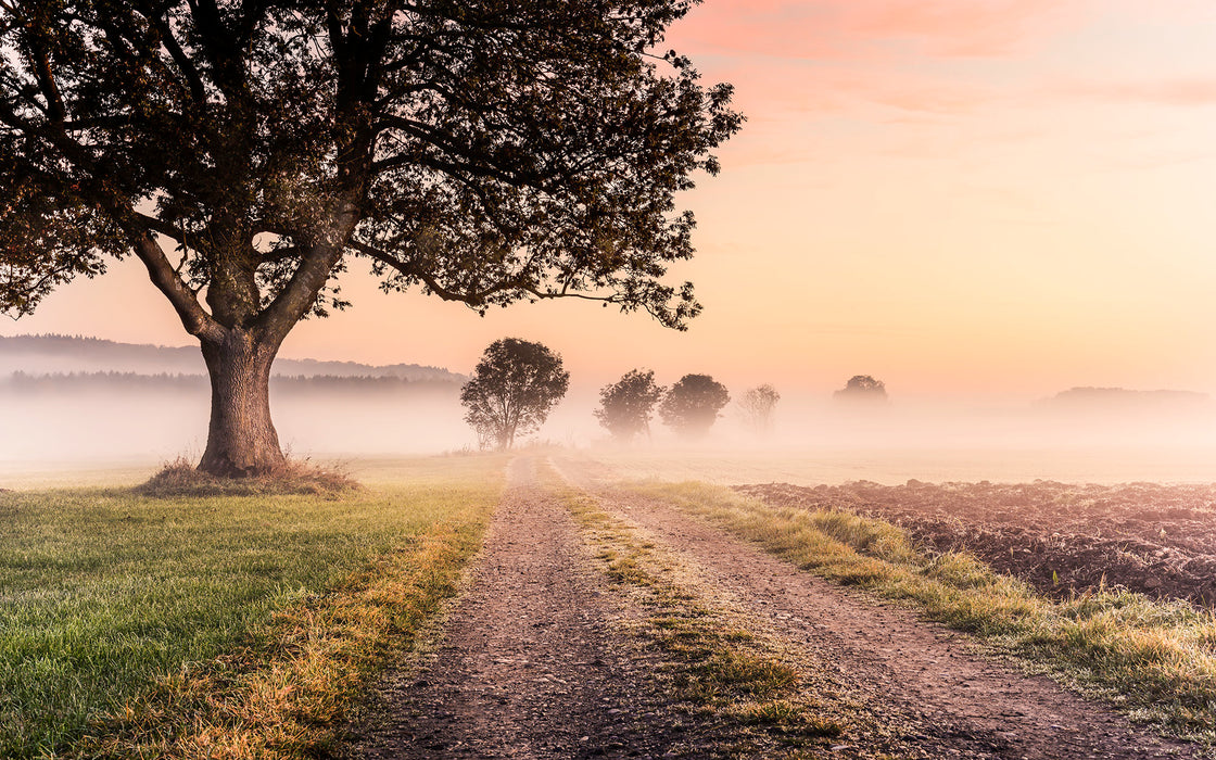 Digitaldruck Vlies Fototapete | Misty Morning | 400 x 250 cm