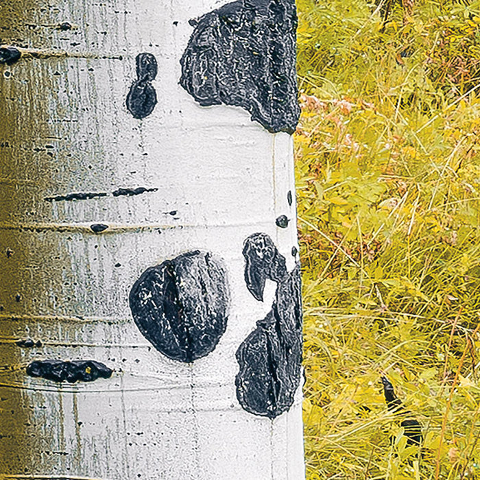 Digitaldruck Vlies Fototapete | Orange Forest | 400 x 250 cm
