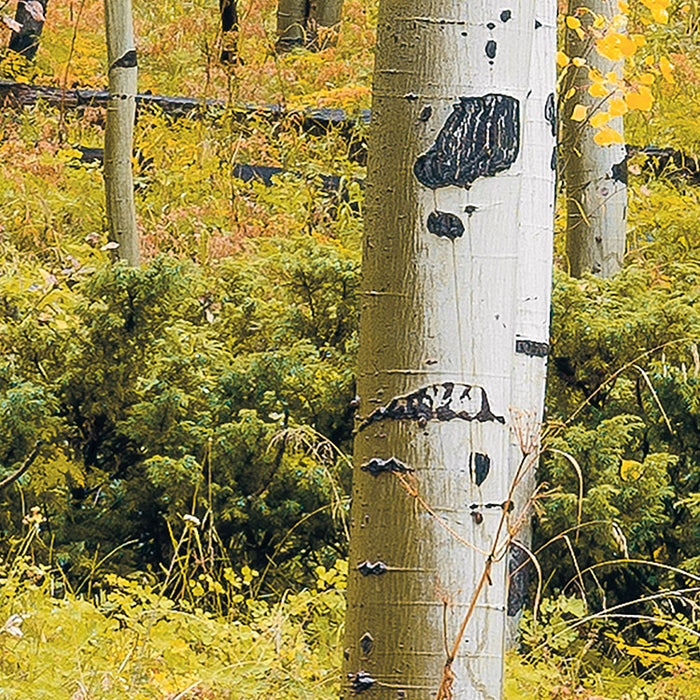 Digitaldruck Vlies Fototapete | Orange Forest | 400 x 250 cm