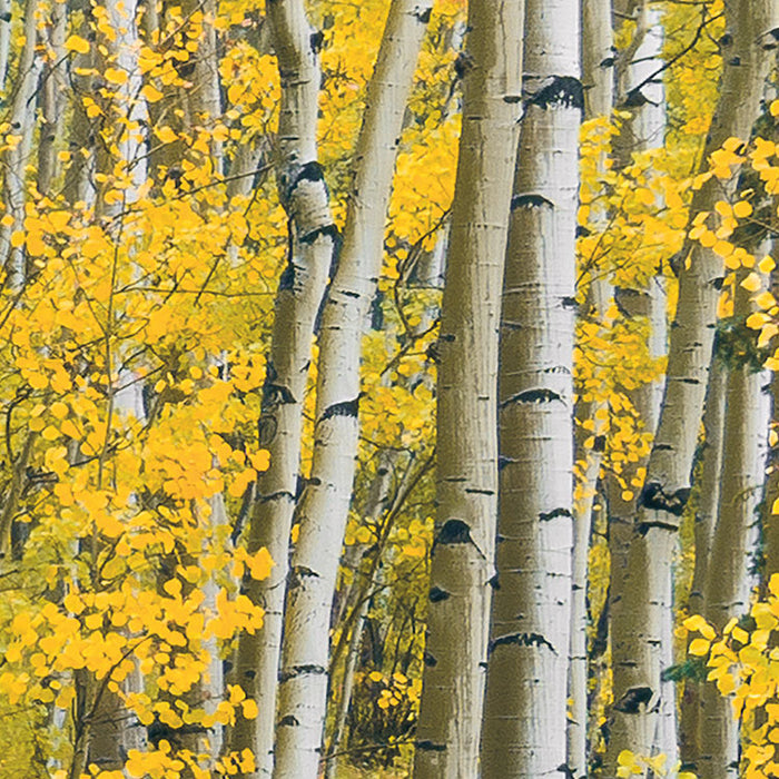 Digitaldruck Vlies Fototapete | Orange Forest | 400 x 250 cm