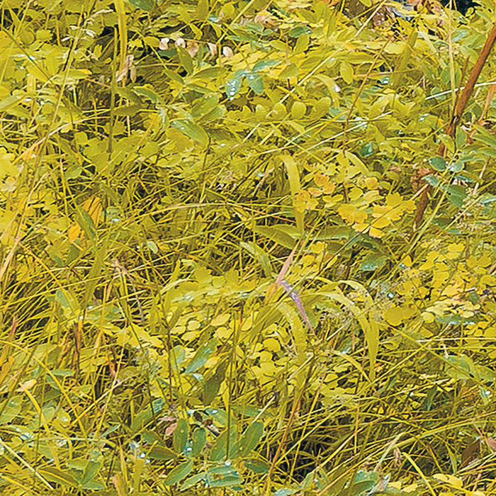 Digitaldruck Vlies Fototapete | Orange Forest | 400 x 250 cm