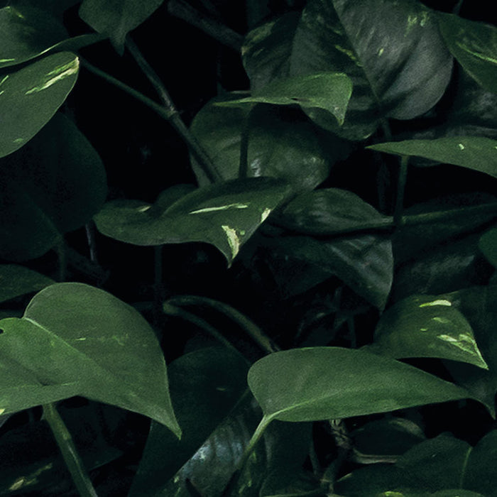 Digitaldruck Vlies Fototapete | Path of Dreams | 400 x 250 cm