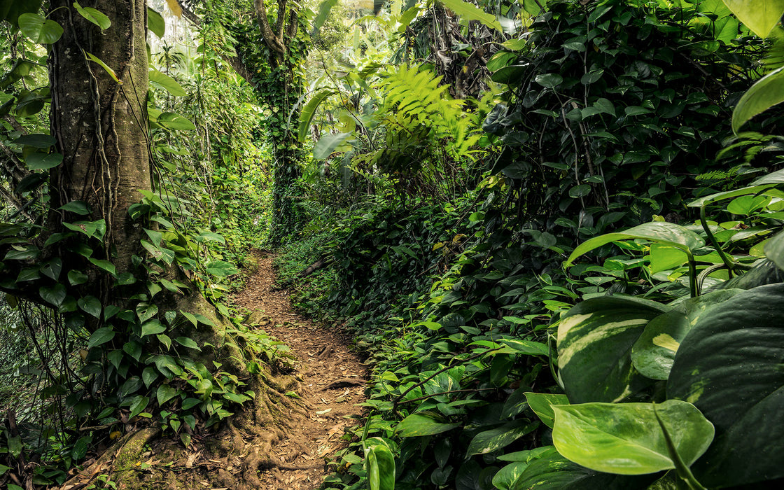 Digitaldruck Vlies Fototapete | Path of Dreams | 400 x 250 cm