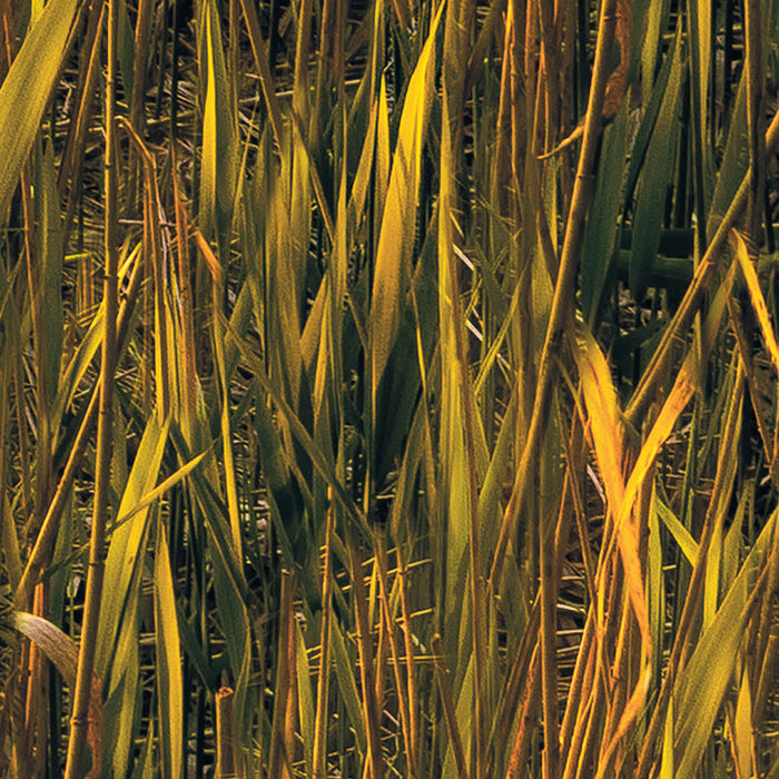 Digitaldruck Vlies Fototapete | Lakeside