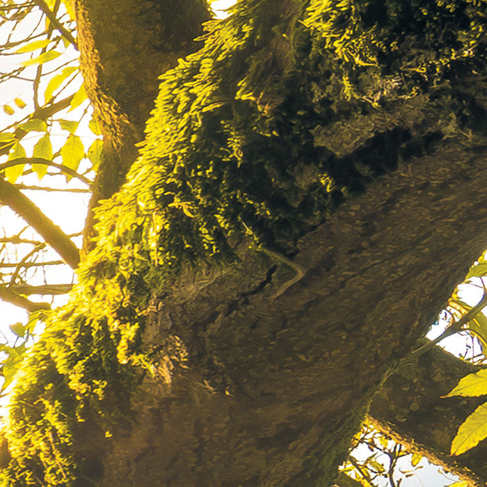 Digitaldruck Vlies Fototapete | Golden Embrace | 400 x 250 cm