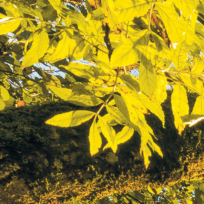 Digitaldruck Vlies Fototapete | Golden Embrace | 400 x 250 cm
