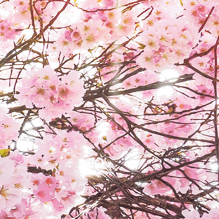 Digitaldruck Vlies Fototapete | Bloom