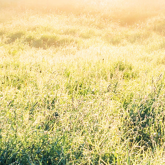 Digitaldruck Vlies Fototapete | A New Day in Paradise | 400 x 250 cm