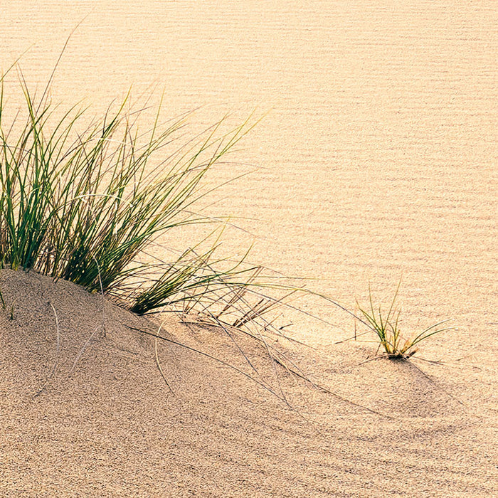 Digitaldruck Vlies Fototapete | Vivid Dunes