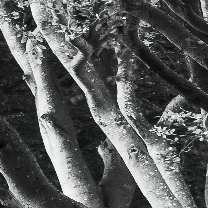 Digitaldruck Vlies Fototapete | Forevenue | 250 x 280 cm