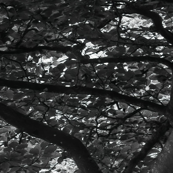 Digitaldruck Vlies Fototapete | Forevenue | 250 x 280 cm