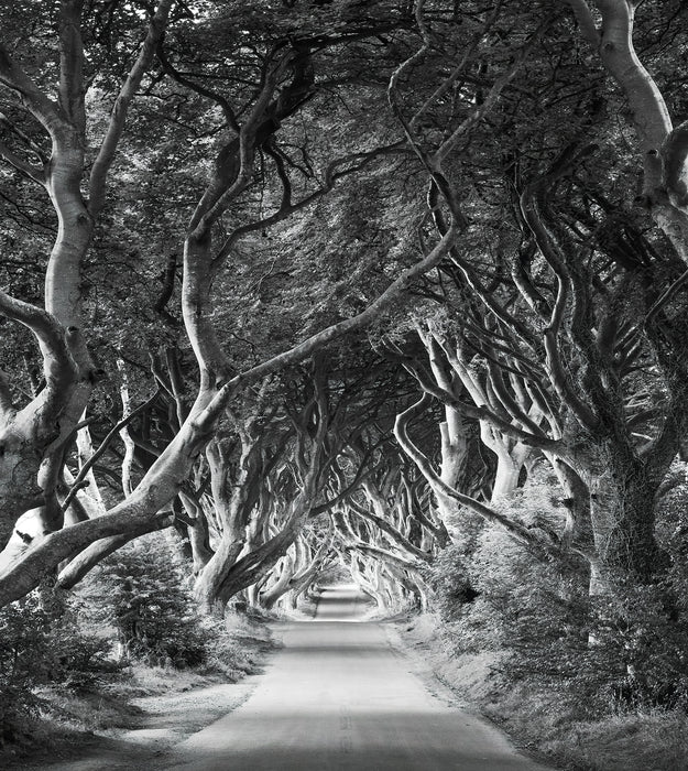 Digitaldruck Vlies Fototapete | Forevenue | 250 x 280 cm