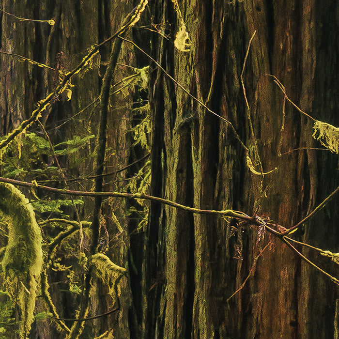 Digitaldruck Vlies Fototapete | Goblins Woods | 250 x 280 cm