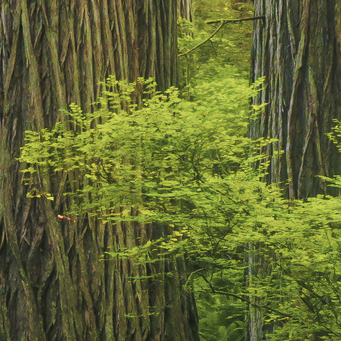 Digitaldruck Vlies Fototapete | Goblins Woods | 250 x 280 cm