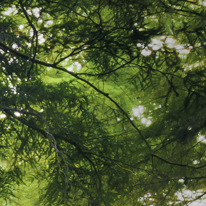 Digitaldruck Vlies Fototapete | Goblins Woods | 250 x 280 cm