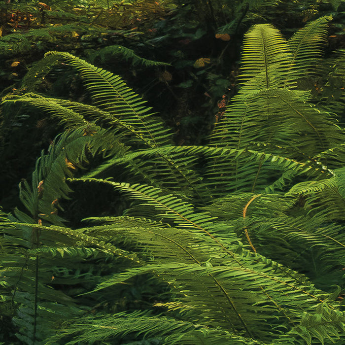 Digitaldruck Vlies Fototapete | Goblins Woods | 250 x 280 cm