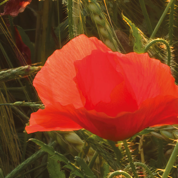 Digitaldruck Vlies Fototapete | Poppy World