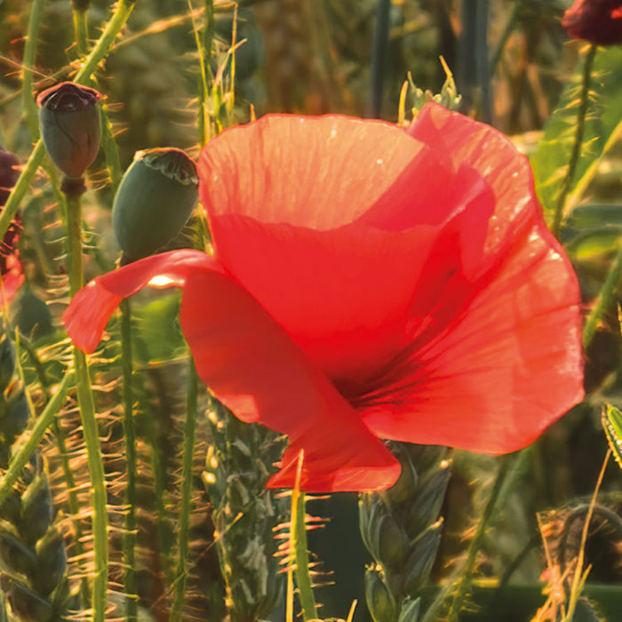 Digitaldruck Vlies Fototapete | Poppy World