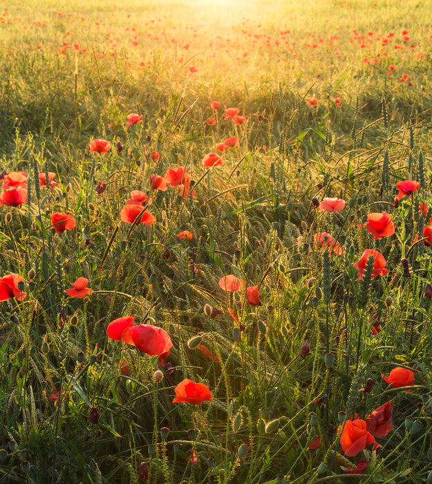 Digitaldruck Vlies Fototapete | Poppy World