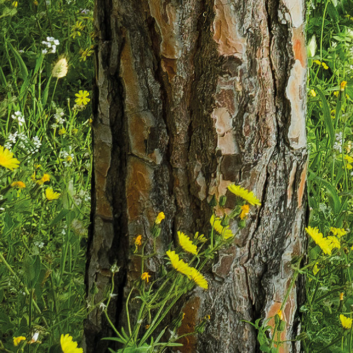 Digitaldruck Vlies Fototapete | Blütenzauberwald | 450 x 280 cm