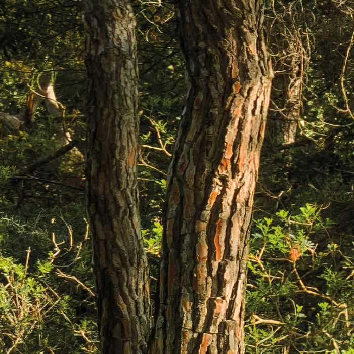 Digitaldruck Vlies Fototapete | Blütenzauberwald | 450 x 280 cm