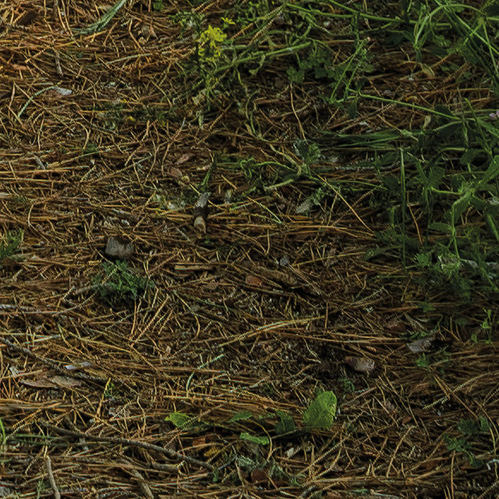 Digitaldruck Vlies Fototapete | Blütenzauberwald | 450 x 280 cm