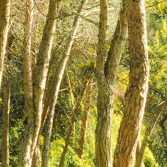 Digitaldruck Vlies Fototapete | Blütenzauberwald | 450 x 280 cm