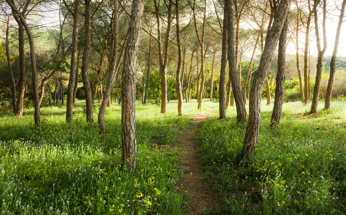 Digitaldruck Vlies Fototapete | Blütenzauberwald | 450 x 280 cm
