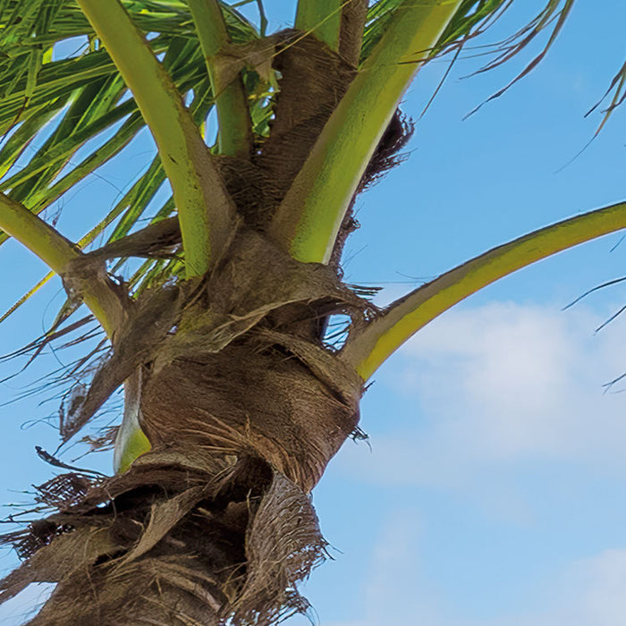 Digitaldruck Vlies Fototapete | Caribbean Days II | 450 x 280 cm