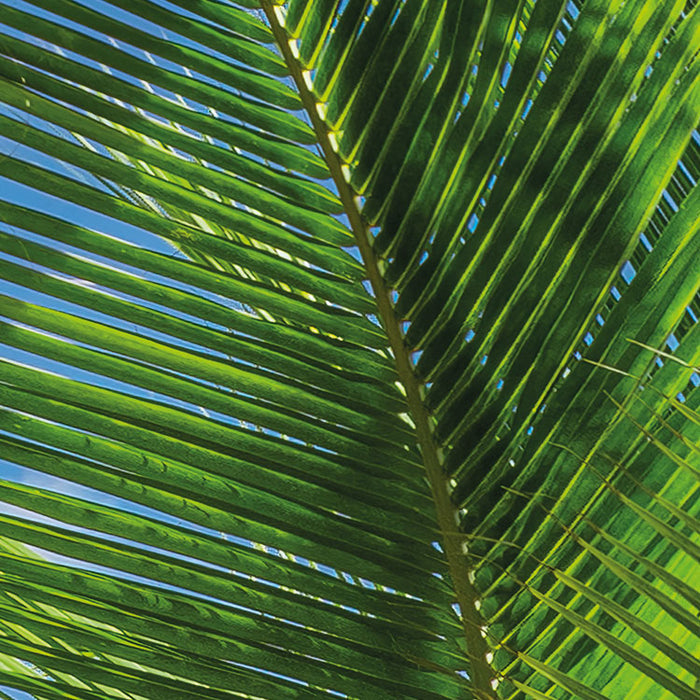 Digitaldruck Vlies Fototapete | Caribbean Days II | 450 x 280 cm