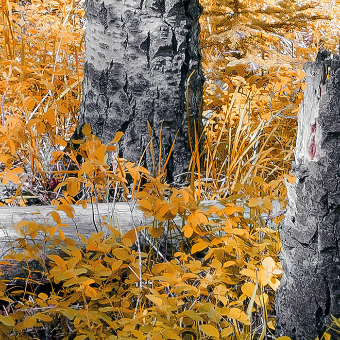 Digitaldruck Vlies Fototapete | Colorful Aspenwoods | 450 x 280 cm