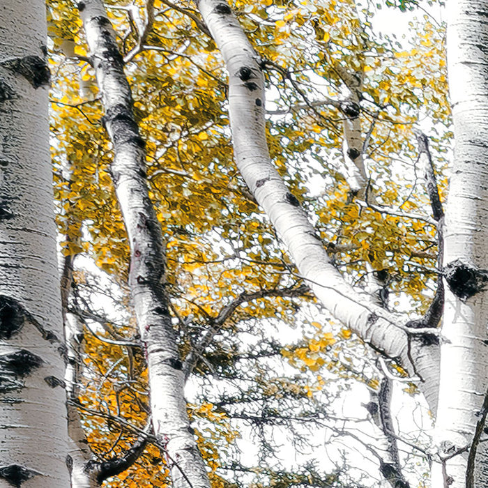 Digitaldruck Vlies Fototapete | Colorful Aspenwoods | 450 x 280 cm