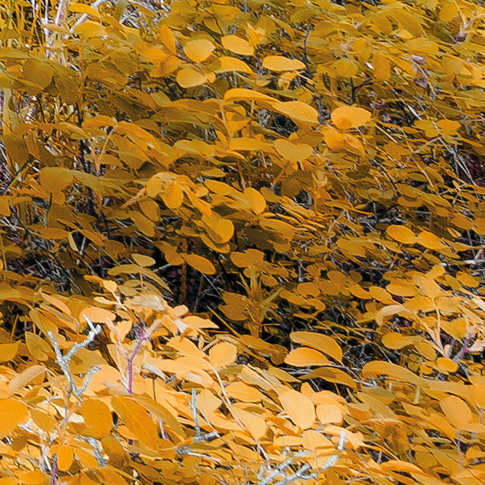 Digitaldruck Vlies Fototapete | Colorful Aspenwoods | 450 x 280 cm