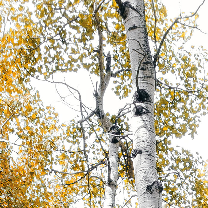 Digitaldruck Vlies Fototapete | Colorful Aspenwoods | 450 x 280 cm