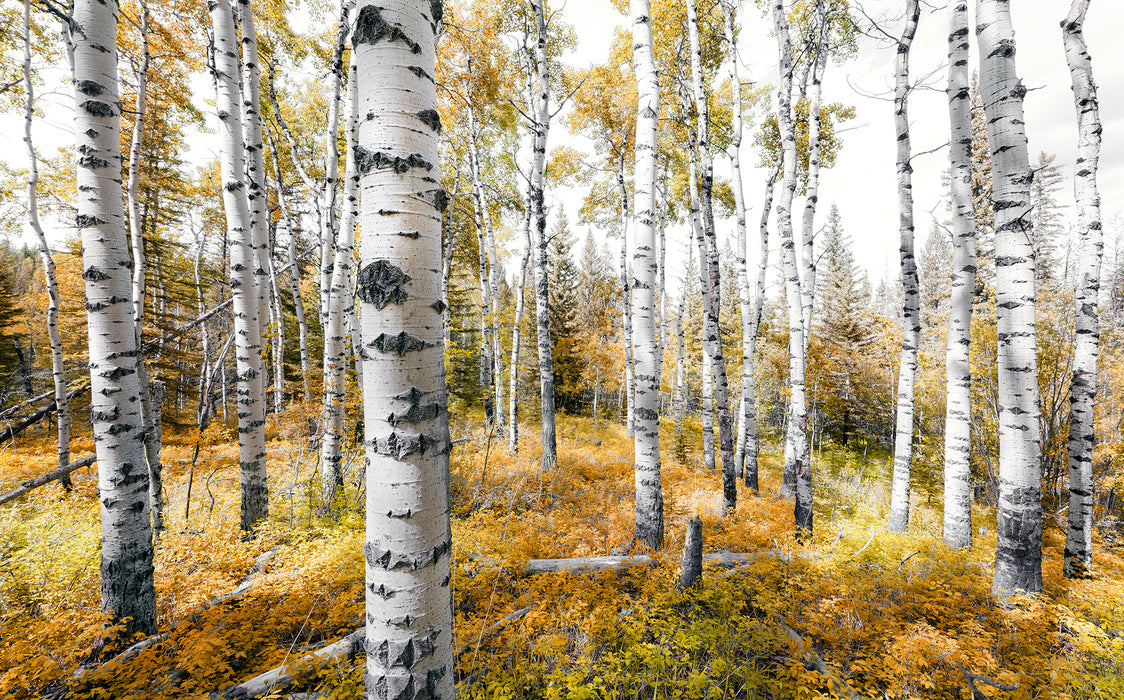 Digitaldruck Vlies Fototapete | Colorful Aspenwoods | 450 x 280 cm