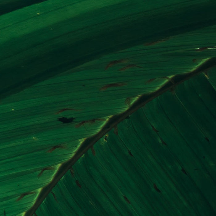 Digitaldruck Vlies Fototapete | Dschungeldach II | 450 x 280 cm
