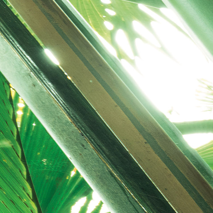 Digitaldruck Vlies Fototapete | Dschungeldach II | 450 x 280 cm