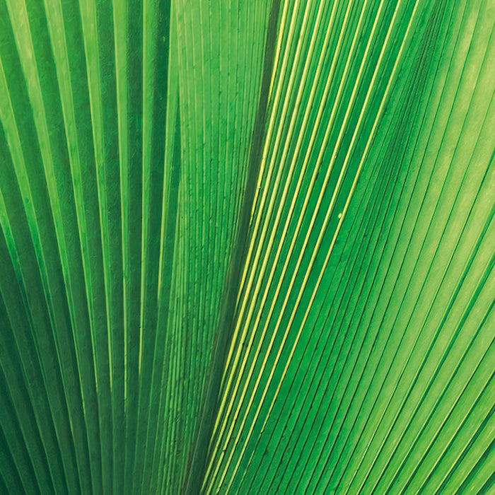Digitaldruck Vlies Fototapete | Dschungeldach | 450 x 280 cm