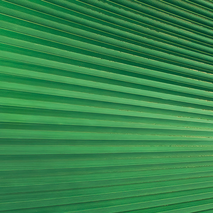 Digitaldruck Vlies Fototapete | Dschungeldach | 450 x 280 cm