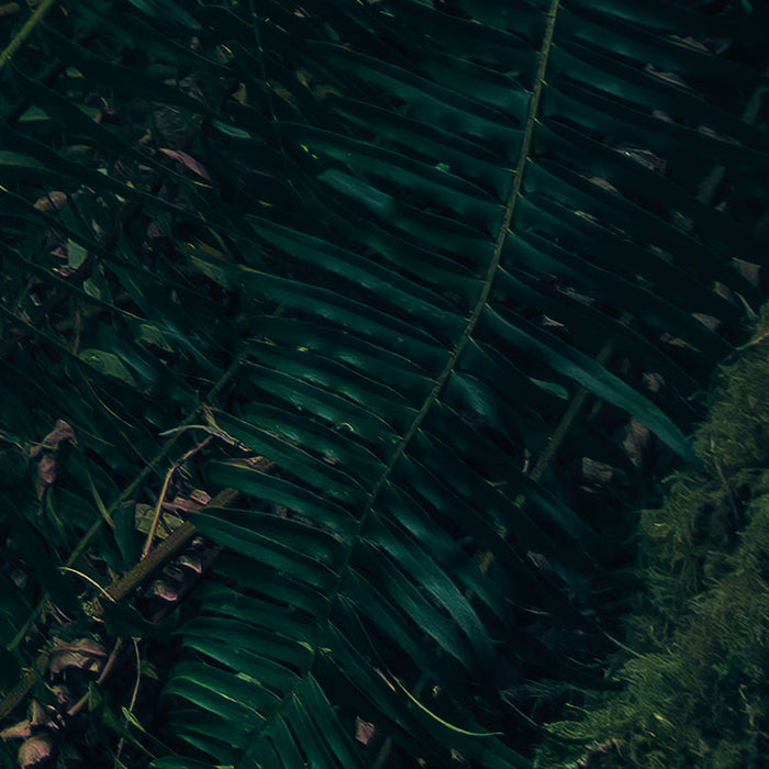 Digitaldruck Vlies Fototapete | Elves Cathedral | 450 x 280 cm