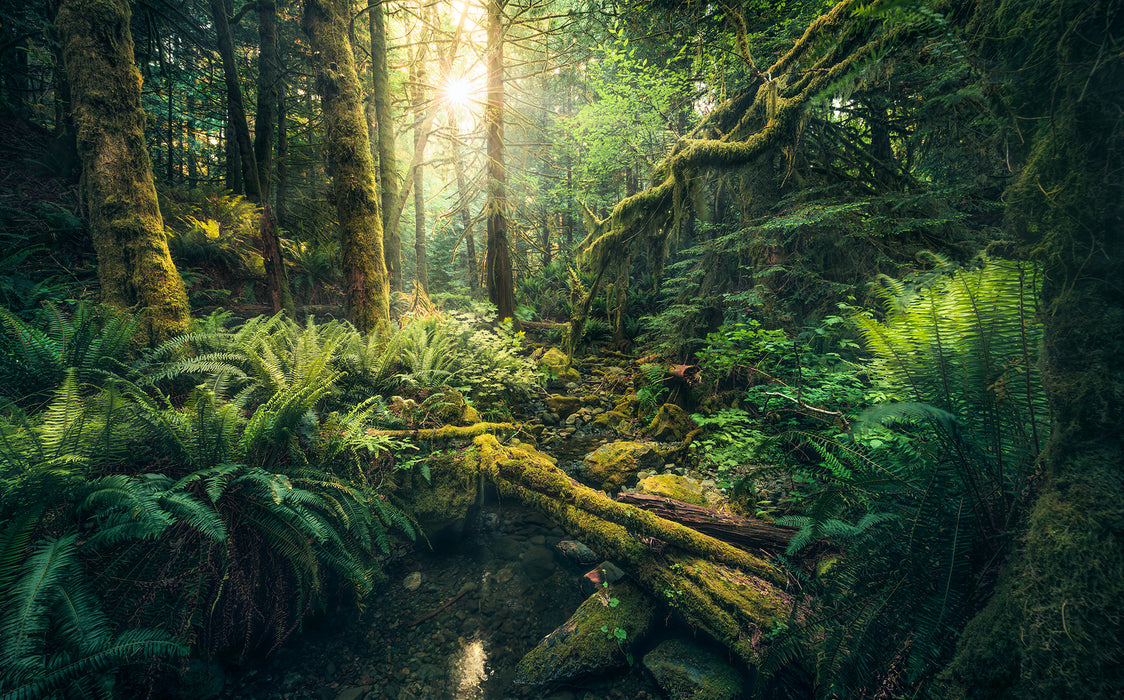 Digitaldruck Vlies Fototapete | Elves Cathedral | 450 x 280 cm