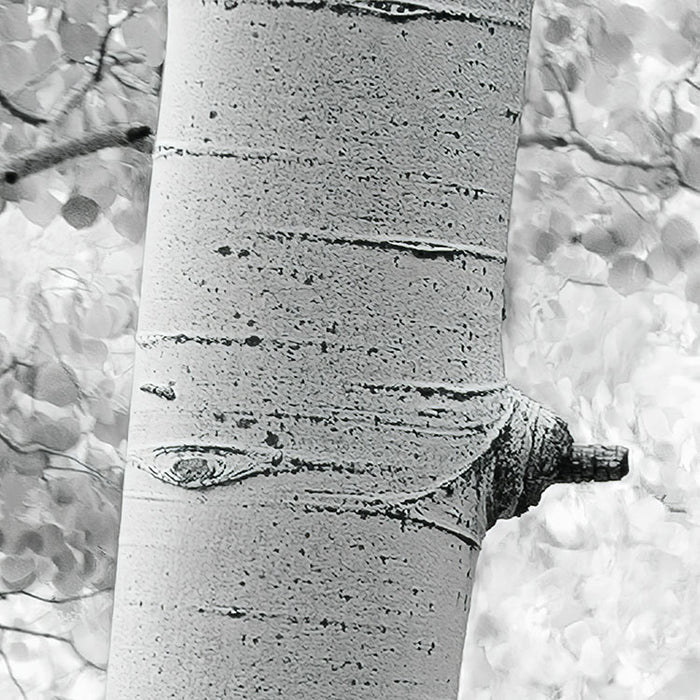 Digitaldruck Vlies Fototapete | Espenwald | 450 x 280 cm
