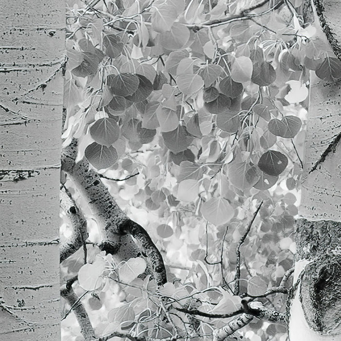 Digitaldruck Vlies Fototapete | Espenwald | 450 x 280 cm
