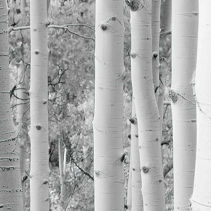 Digitaldruck Vlies Fototapete | Espenwald | 450 x 280 cm