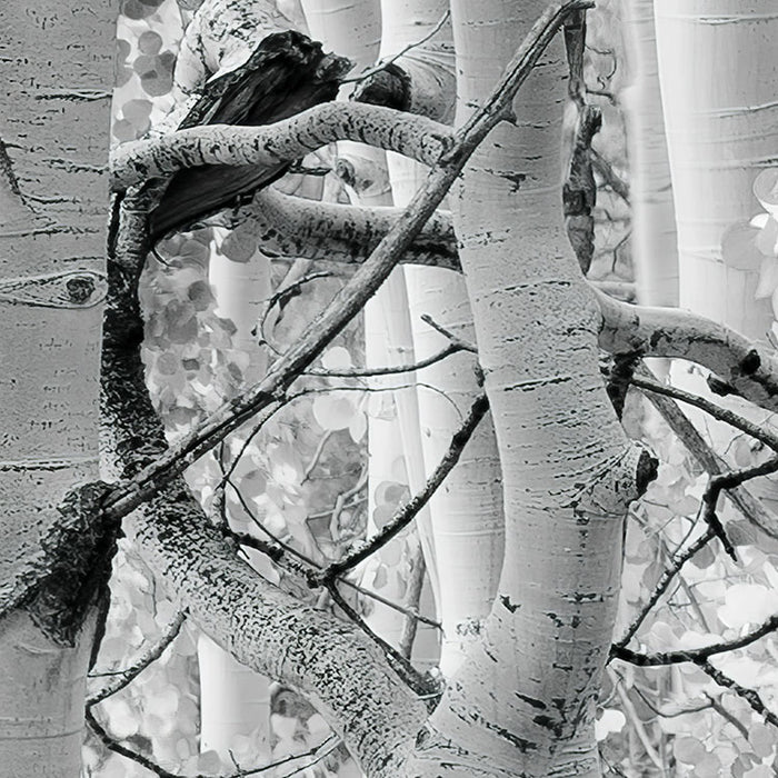 Digitaldruck Vlies Fototapete | Espenwald | 450 x 280 cm