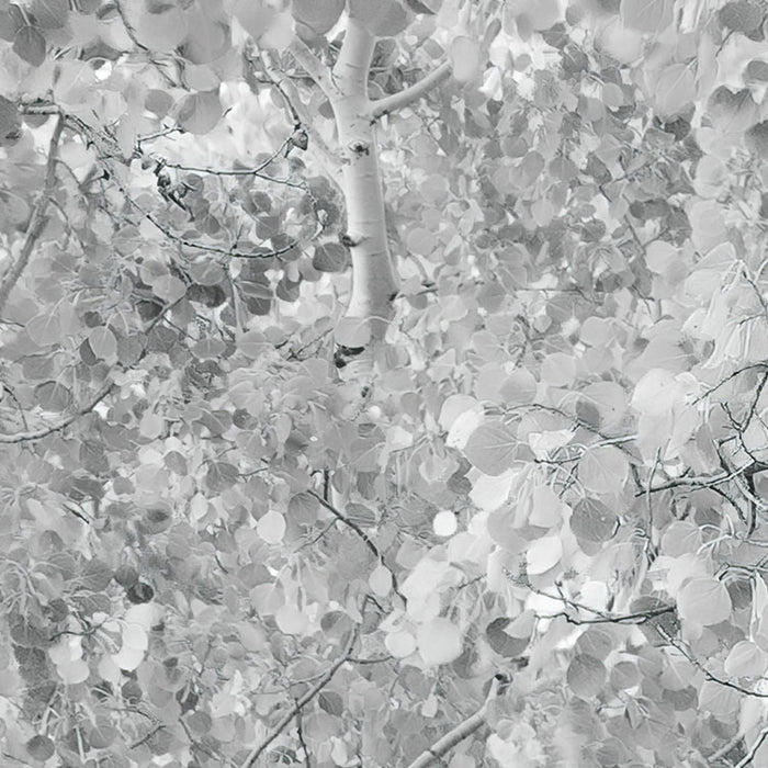 Digitaldruck Vlies Fototapete | Espenwald | 450 x 280 cm