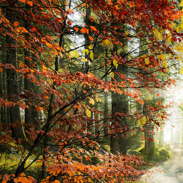 Digitaldruck Vlies Fototapete | Feuerzungen | 450 x 280 cm