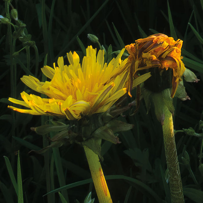 Digitaldruck Vlies Fototapete | Frühling auf dem Land | 450 x 280 cm