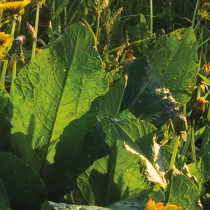 Digitaldruck Vlies Fototapete | Frühling auf dem Land | 450 x 280 cm